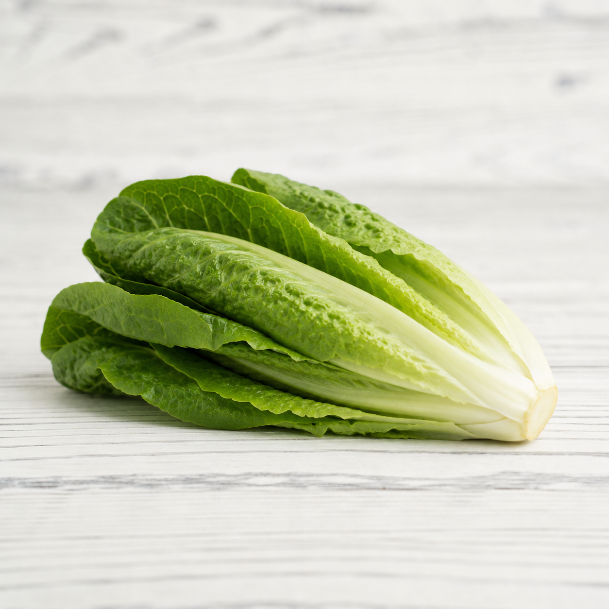 Cos Lettuce / Romaine Lettuce